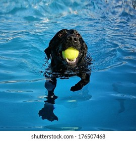 a dog at a local public pool