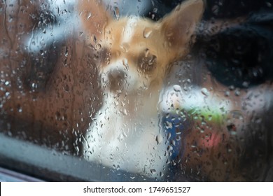 A Dog Locked Alone In A Car. Behind Glass With Raindrops. Anonymous Dog Behind Muddy Glass. Animal Abuse Lonely Dog.