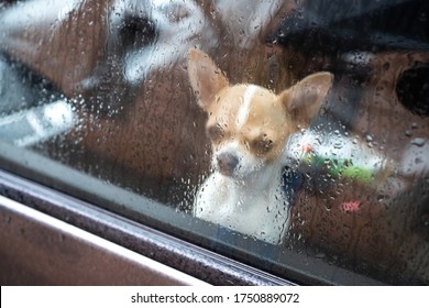 A Dog Locked Alone In A Car. Behind Glass With Raindrops. Anonymous Dog Behind Muddy Glass.