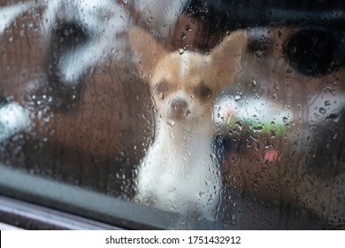 A Dog Locked Alone In A Car. Behind Glass With Raindrops. Anonymous Dog Behind Muddy Glass. Animal Abuse Lonely Dog.