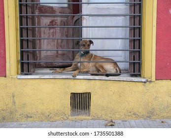 A Dog Locked Behind A Balcony And Window Of An Old House Rests And Watches The Life And Movement Of The City Go By On The Street And Sidewalk. Domestic Pet Animal Illuminated By Sunlight. Beware. 