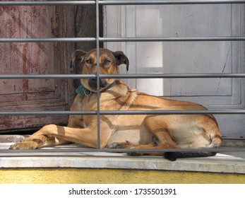 A Dog Locked Behind A Balcony And Window Of An Old House Rests And Watches The Life And Movement Of The City Go By On The Street And Sidewalk. Domestic Pet Animal Illuminated By Sunlight. Beware. 