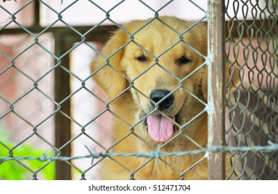 Dog Locked In A Cage Built Sturdily.