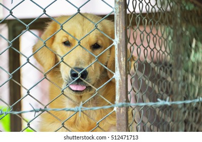 Dog Locked In A Cage Built Sturdily.