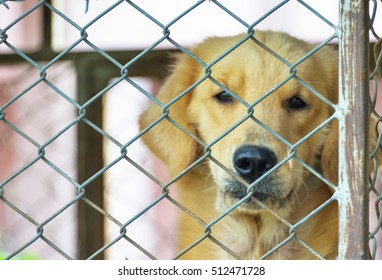 Dog Locked In A Cage Built Sturdily.