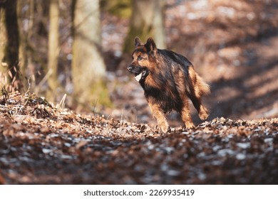 Dog long haired german shepherd - Shutterstock ID 2269935419