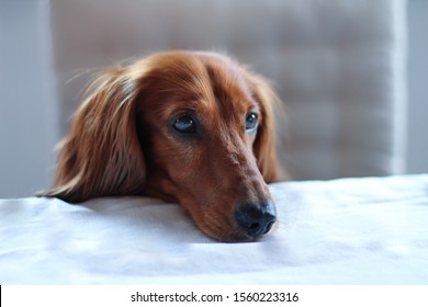 Dog ( a long haired tan/brown Dachshund) begging for food using its puppy eyes, with his head on the dinner table.