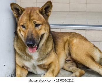 Dog Look Like Tired Stock Photo 1190510212 | Shutterstock