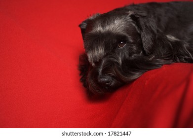 Dog looking