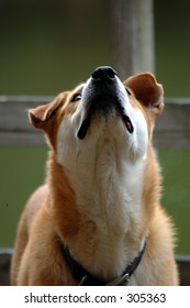 Dog looking up