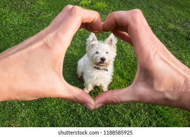 Dog Looking Adoringly At Owner Who Is Making Heart Shape With Hands - Cute West Highland Terrier Westie Pedigree From Owner POV