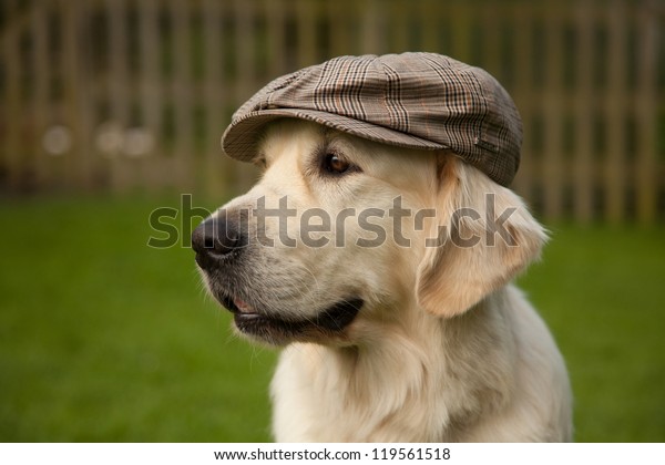 dog newsboy hat