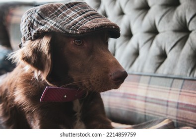 Dog Looking Away With A Vintage Hat.