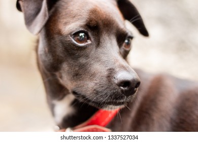 Dog looking back