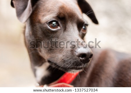 Dog looking back