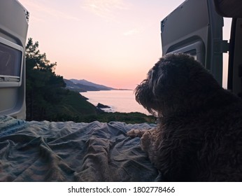 A dog looking at a beautiful coast from the trunk of a campervan