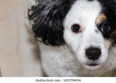 dog looking at the camera
