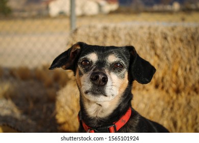 Dog looking at a Camera
