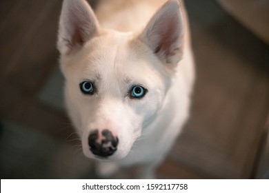 Dog looking up at the camera