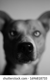 dog looking at the camera