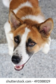 Dog looking at camera