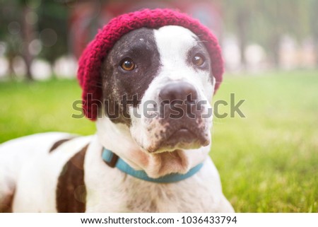 Similar – Image, Stock Photo Dog looking at the camera