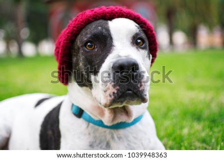 Image, Stock Photo Dog looking at the camera