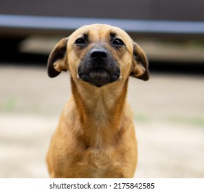 dog looking at the camera , background