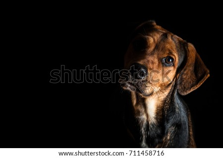 Dog looking to camera with black background