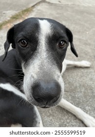 Dog looking at the camera close up