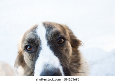 dog looking at the camera close-up