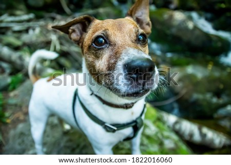 A dog looking at the camera. High quality photo
