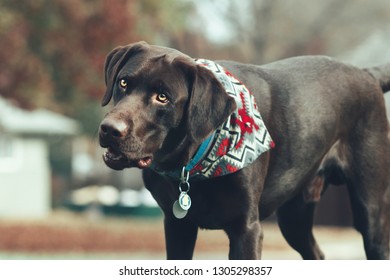 Dog Looking Confused At His Owner.