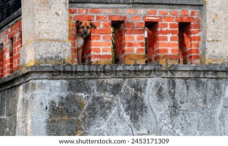 Similar – brick dog Brick