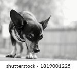 Dog looking directly at the camera.
