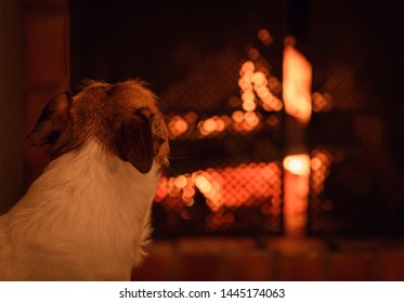 Dog Looking At Fire In Fireplace