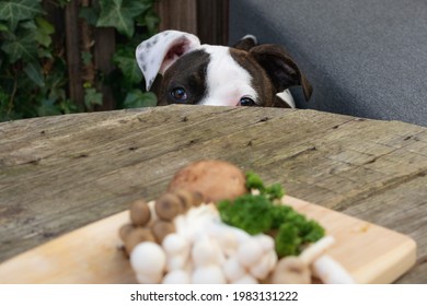 Dog Hide Food Images Stock Photos Vectors Shutterstock