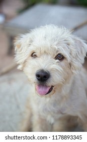 Dog looking forward