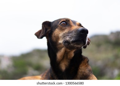 Dog looking forward
