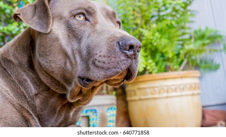 Dog looking forward