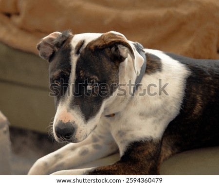 Dog Looking Guilty at the Camera