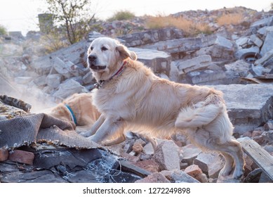 
Dog looking for injured people in ruins after earthquake