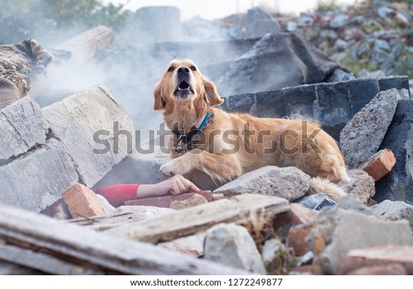 \
Dog looking for injured people in ruins\
after earthquake
