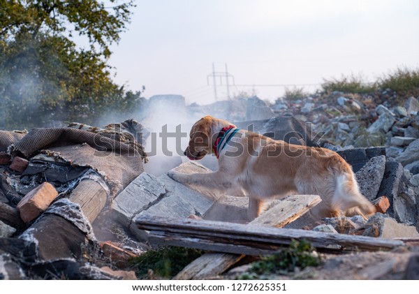 \
Dog looking for injured people in ruins\
after earthquake.