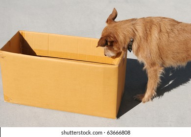 Dog Looking Into An Empty Box