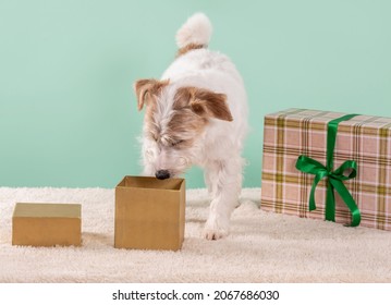 Dog Looking Into An Open Gift Box Beside Another Present On Green Background