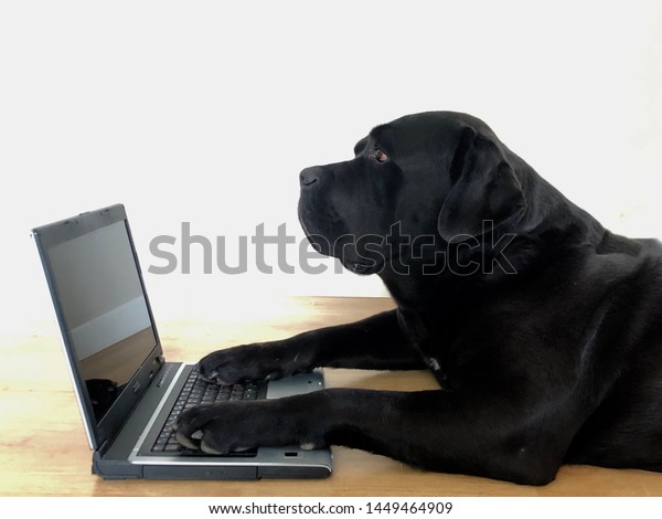 Dog Looking Laptop Screen Cane Corso Stock Photo Edit Now 1449464909