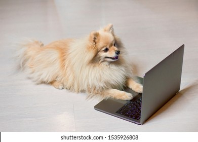 Dog is looking at laptop, smart Pomeranian Spitz puppy and a computer. Cute funny animal is looking at the monitor, screen, display, working, using notebook, watching, selfing web, typing. Technology.