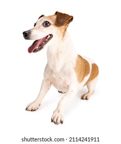 Dog Looking To Left Side Profile View Waiting For Toy. Excited Active Dog Emotions. Smiling Pet On White Background Sits Upright. Satisfied Positive Emotions. Happy Pet Theme