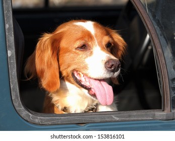 Dog Looking From The Old Car Window